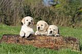 LABRADOR 305